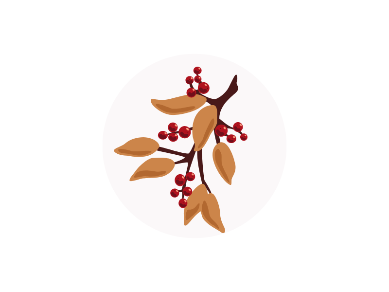 Églantier